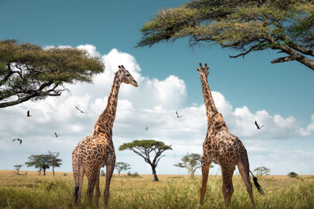 1 day luxury family safari tanzania