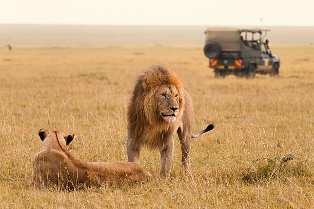 10 days luxury safari in tanzania