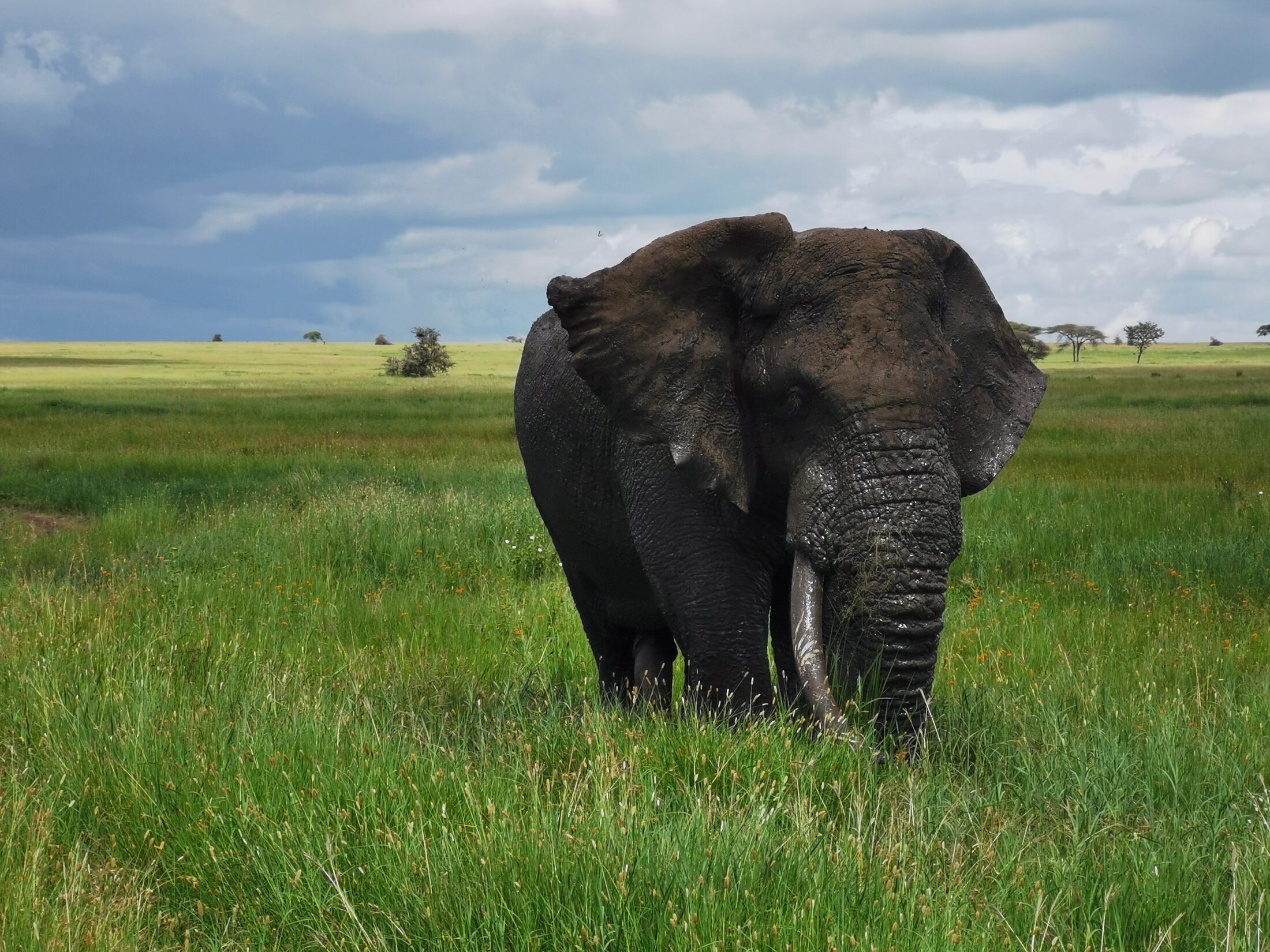11 days private safari in tanzania
