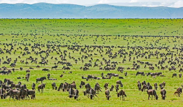 12 days family safari tanzania