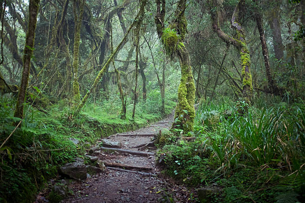 2 days kilimanjaro marangu route