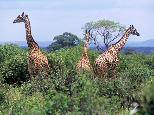 2 days mid-range safari tanzania
