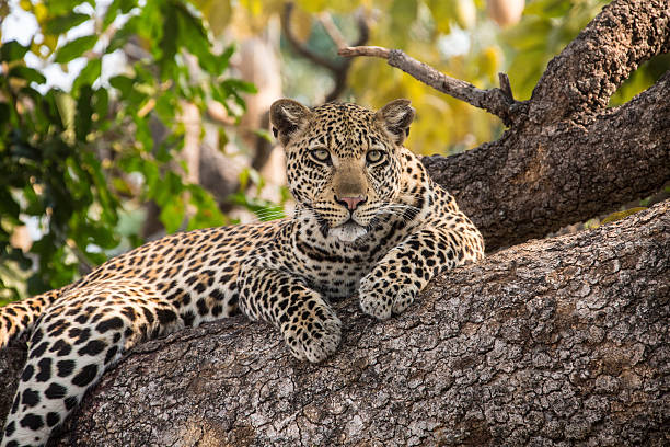 3 days luxury safari in tanzania