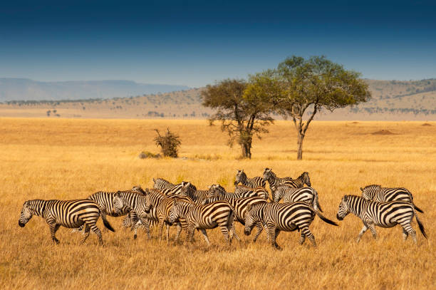4 days mid-range safari tanzania