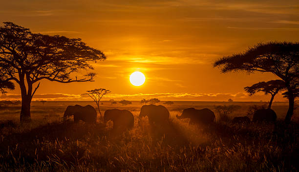 4 days mikumi safari tanzania