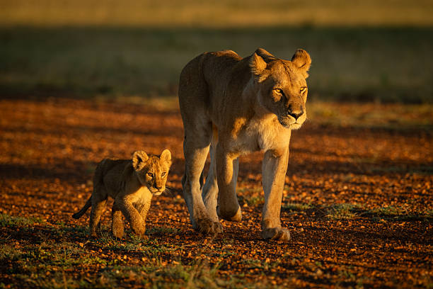 5 days family safari tanzania