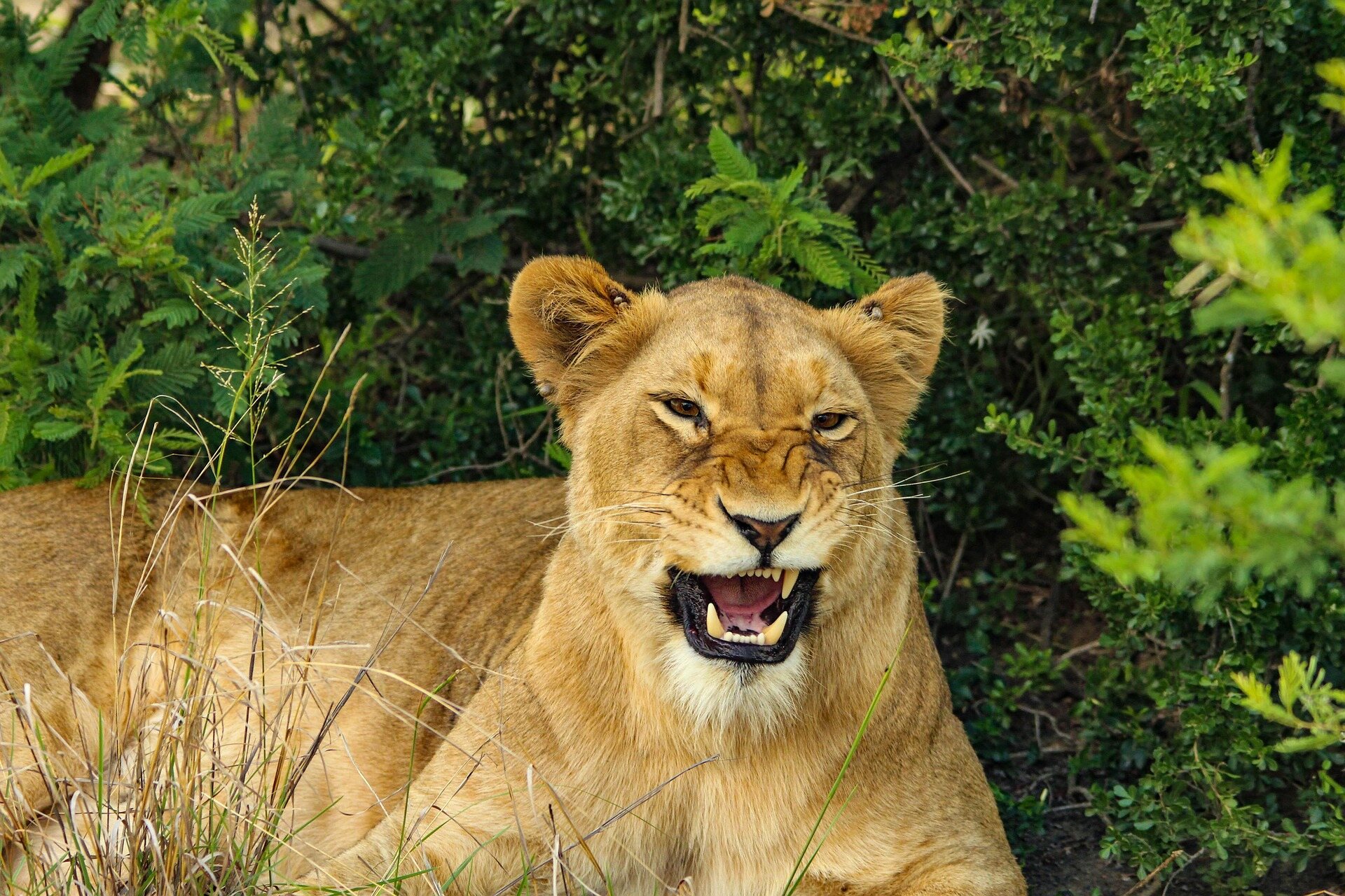 5 days luxury safari in tanzania