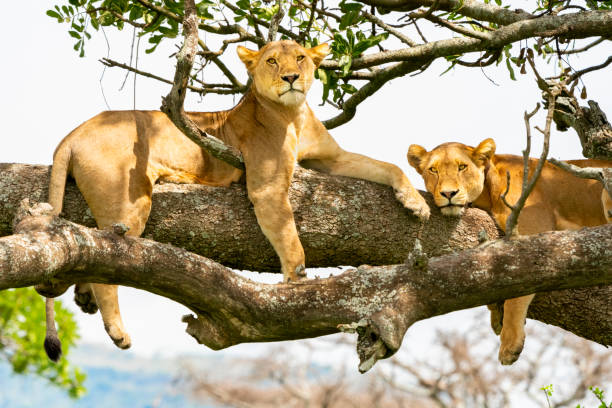 5 days mid-range safari tanzania