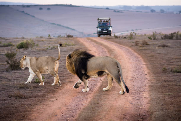 5 days mikumi safari tanzania