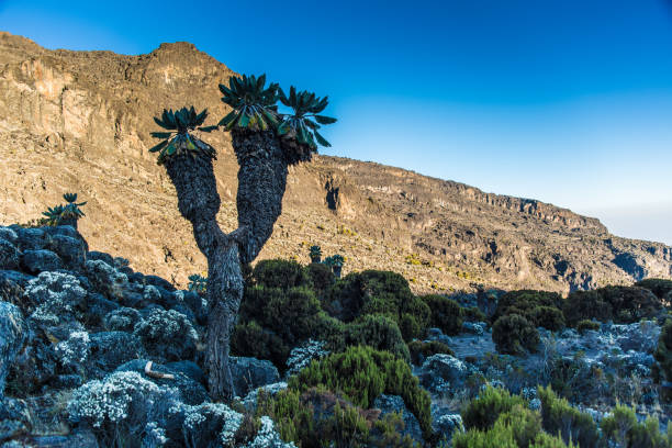 6 days kilimanjaro machame group join