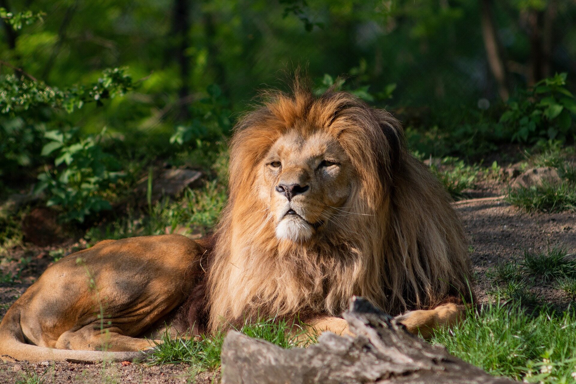6 days luxury safari in tanzania