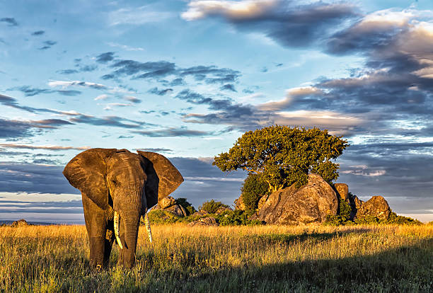 6 days mid-range safari tanzania