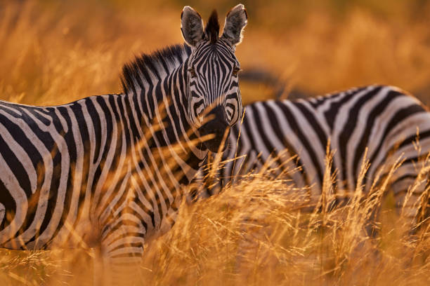 6 days mid-range serengeti safari tanzania