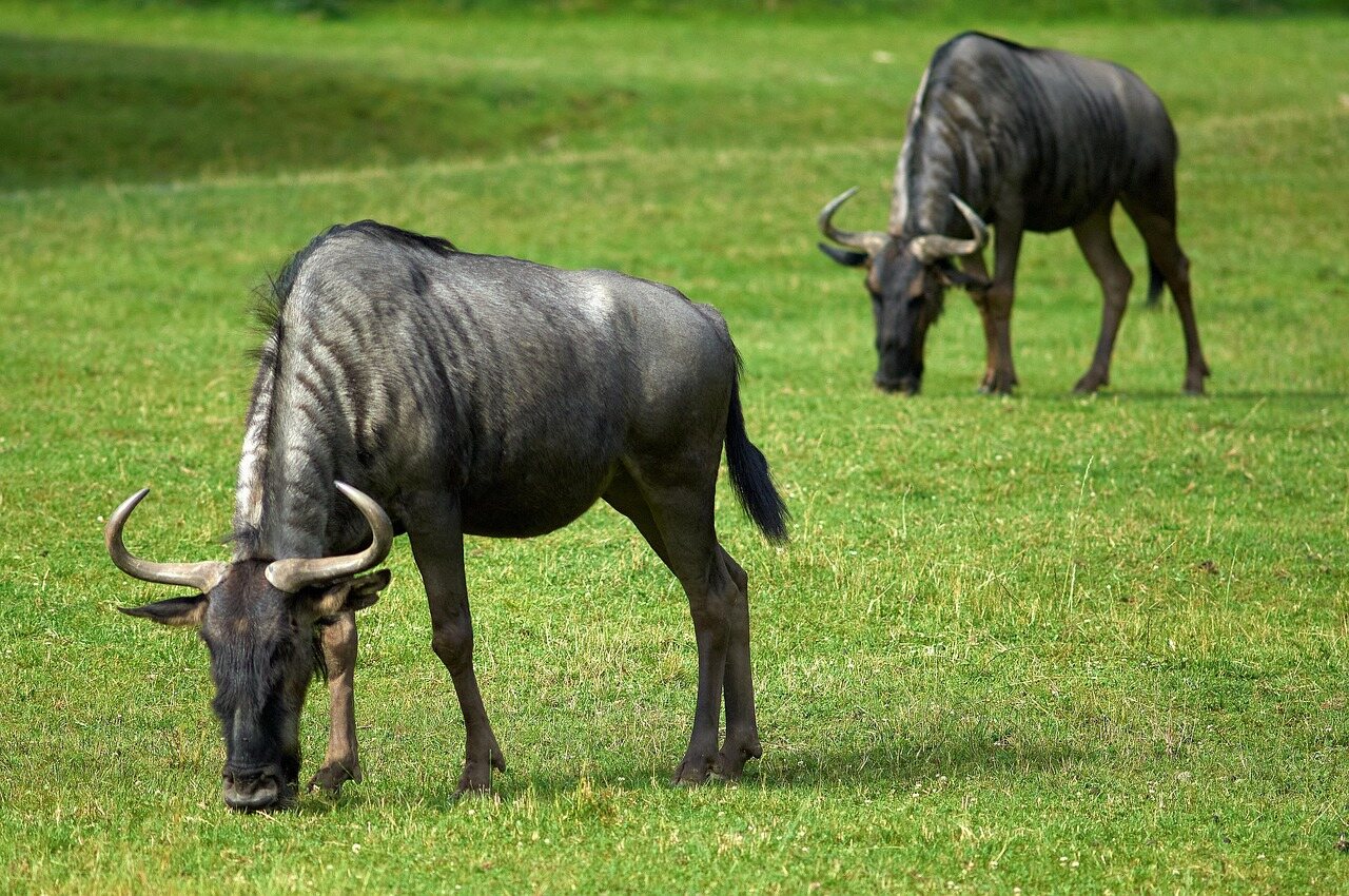 6 days migration safari in tanzania