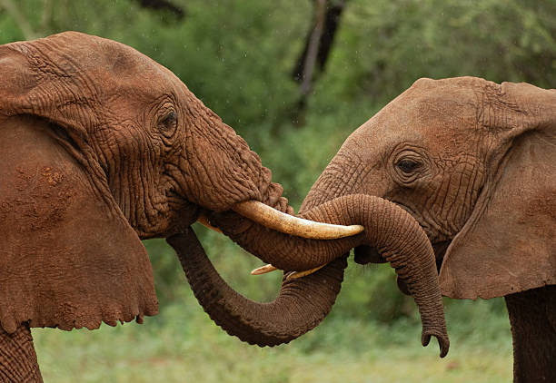 6 days mikumi safari tanzania