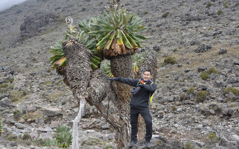 7 days kilimanjaro shira route price from moshi