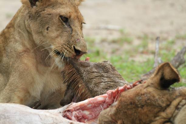 10 days private safari in tanzania