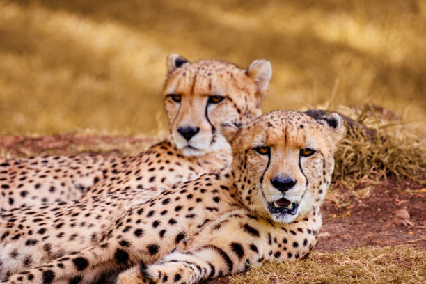 8 days luxury family safari tanzania
