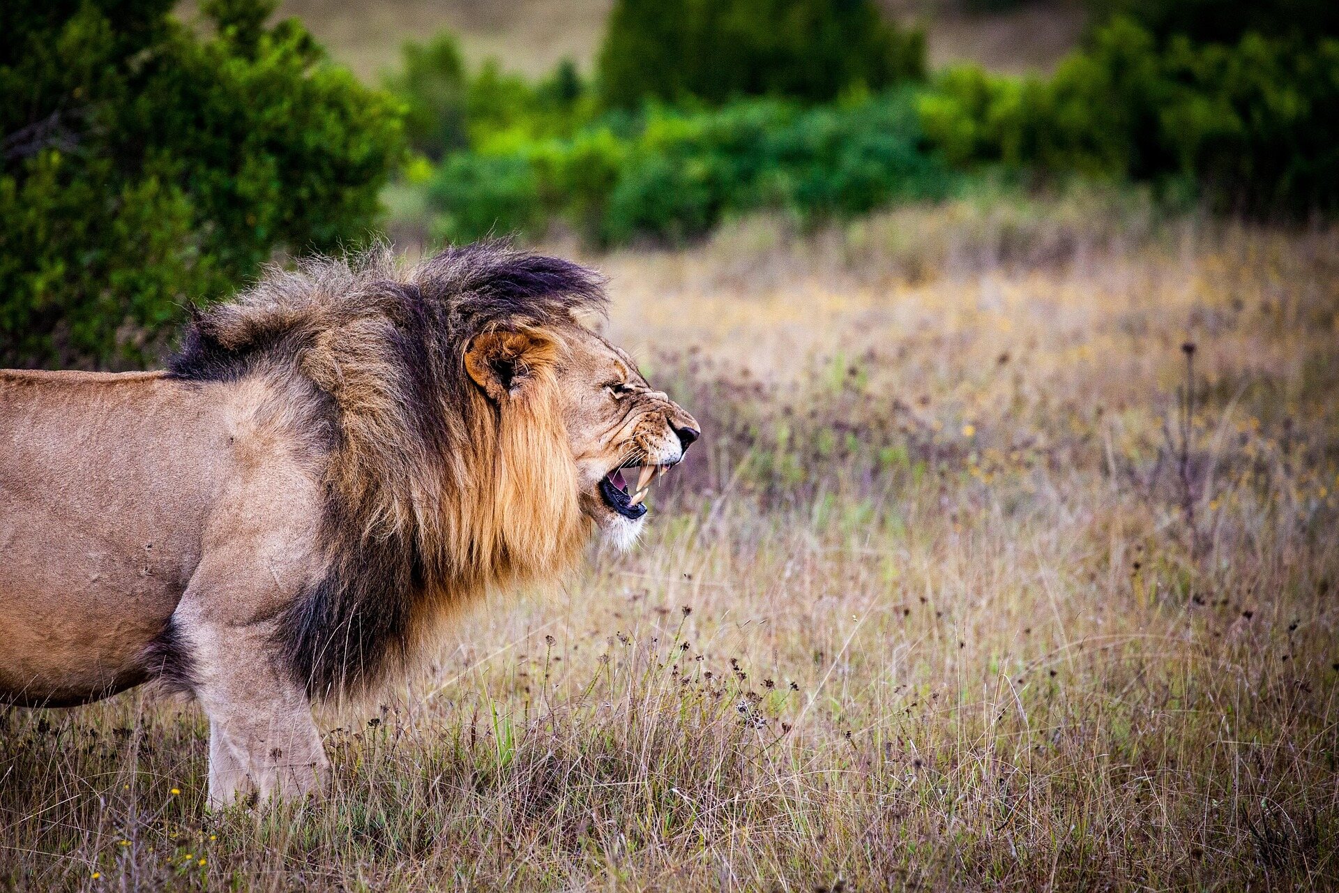 8 days luxury safari in tanzania