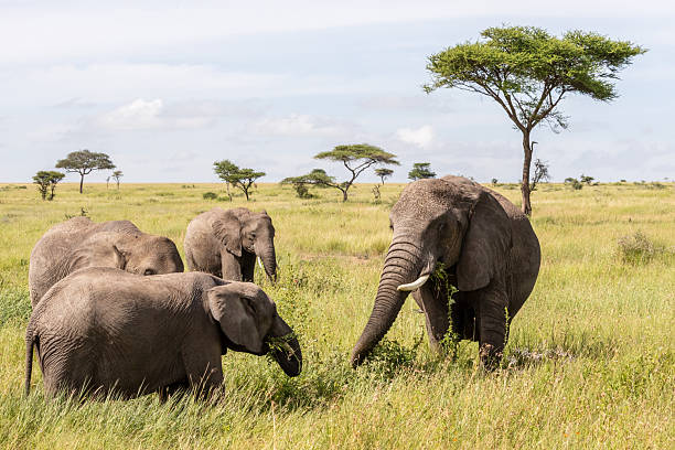 8 days mid-range northern circuit safari tanzania