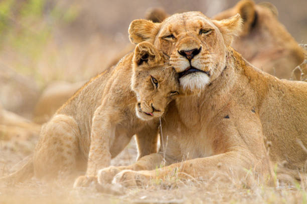 9 days luxury safari in tanzania