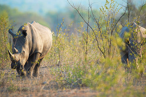 9 days private family safari tanzania
