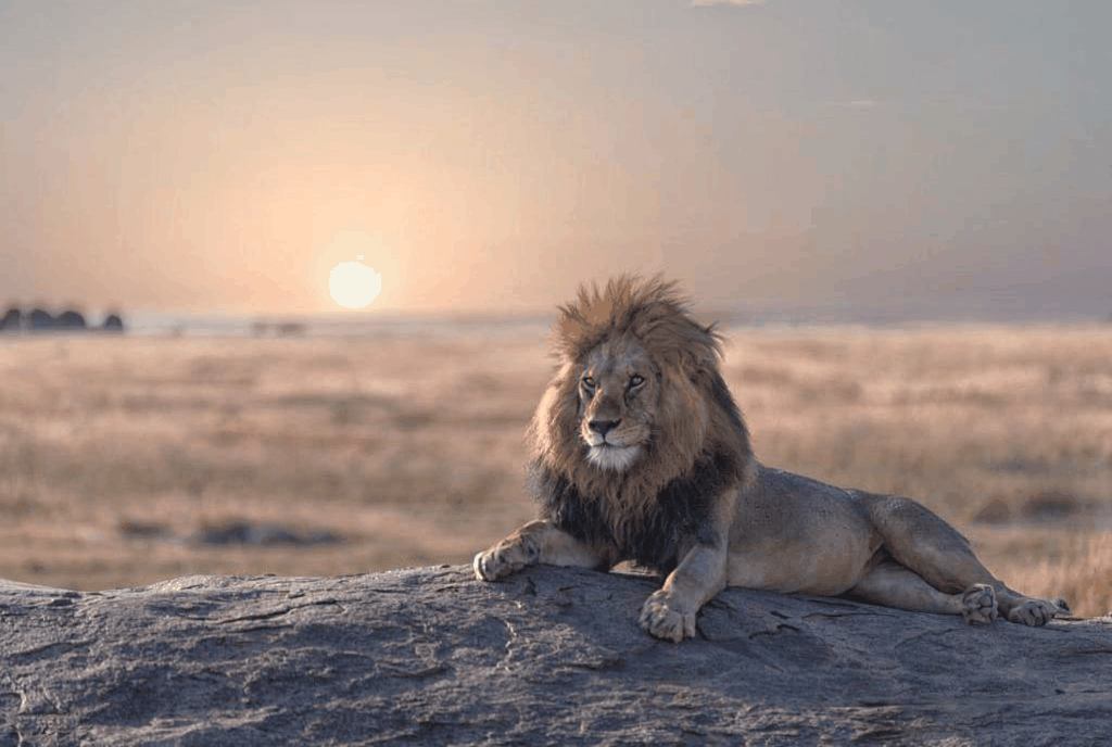 Tanzania Safari Prices 2026 | Epic Summit Safaris