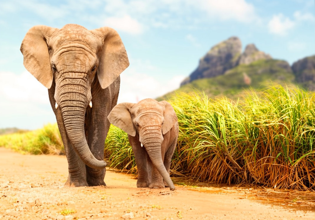 Tanzania Safari 2026 | Epic Summit Safaris