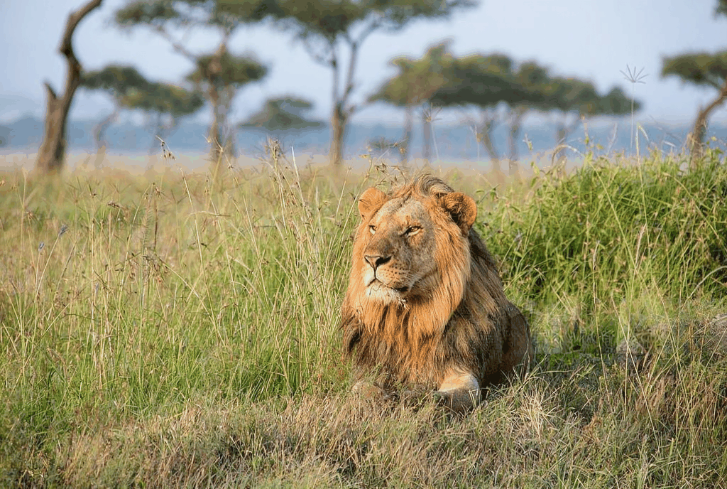 Tanzania Wildlife Safari 2026 | Epic Summit Safaris