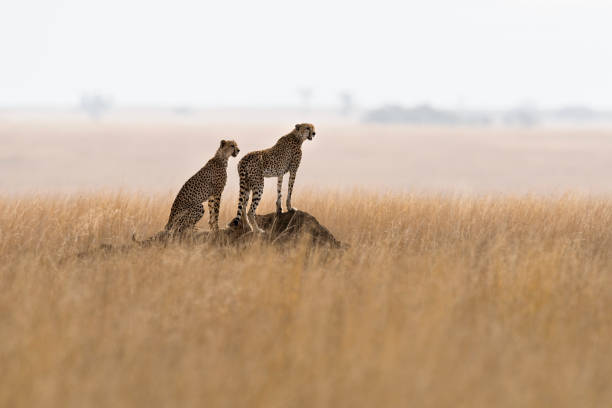 7 days mid-range safari tanzania
