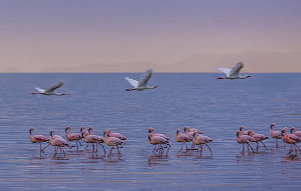 lake manyara day tour