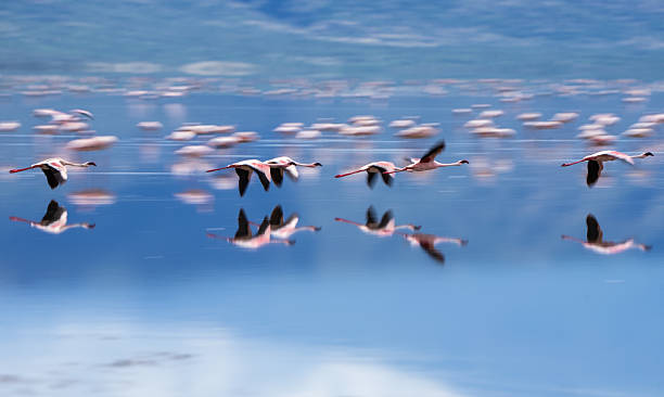 low budget 3 days lake natron safari from zanzibar