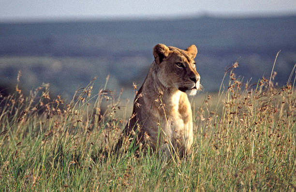 low budget 3 days selous safari from zanzibar