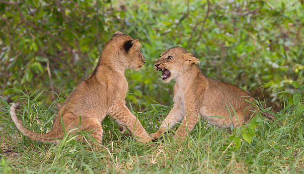 low cost 4 days selous safari from zanzibar