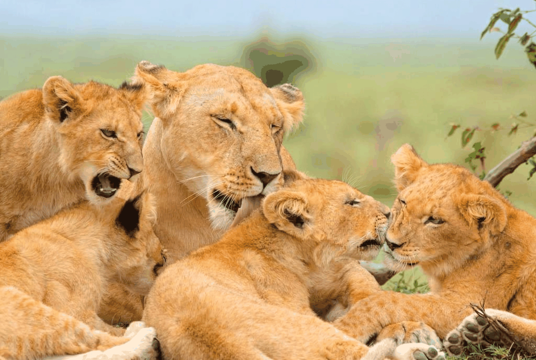 Tarangire Day Trip 2026 | Epic Summit Safaris