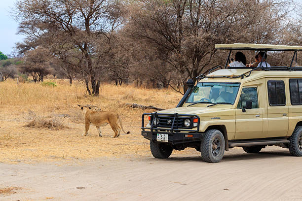 Serengeti Safari