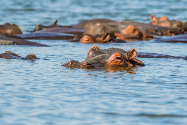 Lake Manyara Safari