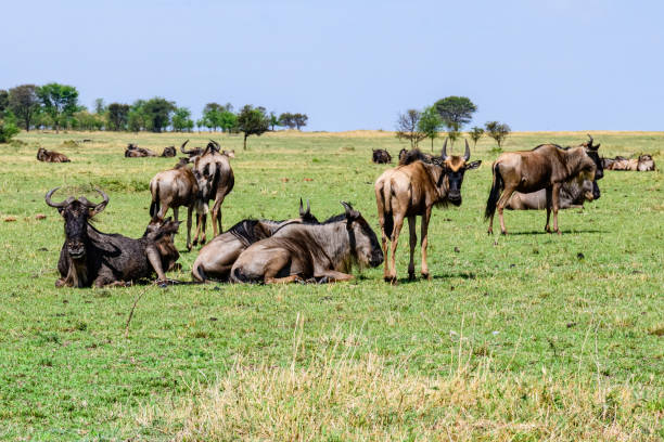 Luxury Safari Tanzania